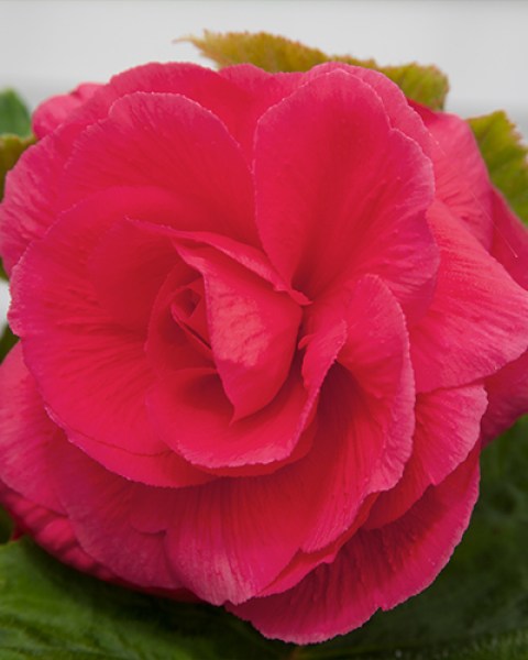 Begonia Grandiflora Pink3